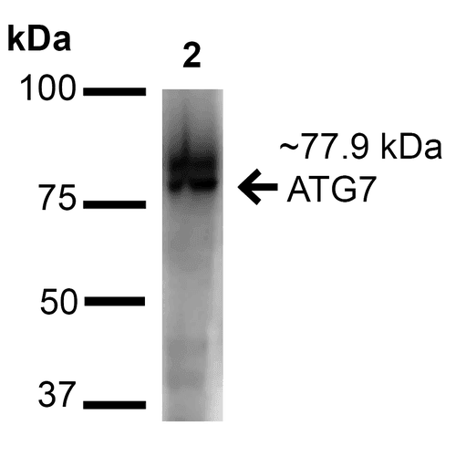 Apg7 / ATG7 Antibody