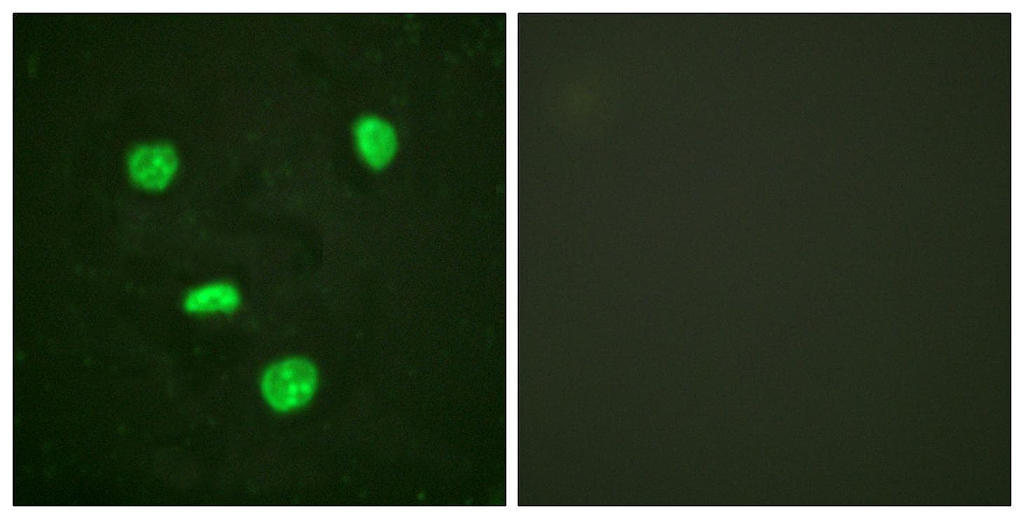 Histone H3.3 Antibody (Ab-31)