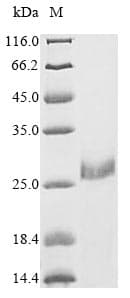 Zebrafish VWC2L Protein (Recombinant 6His, N-terminus)