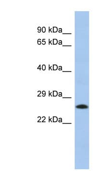 C2orf27A / C2orf27 Antibody (N-Terminus)