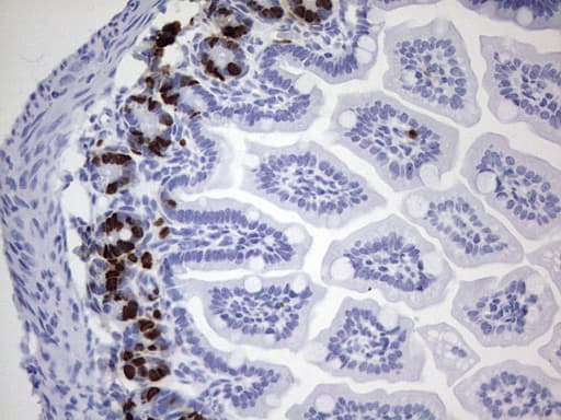 IdU / Iododeoxyuridine Antibody (clone 5E2)