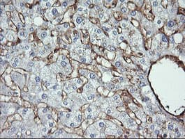 CD105 Antibody (clone OTI3H5, Carrier-free)