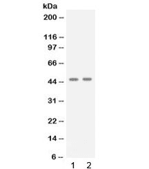 APOBEC3G / CEM15 Antibody
