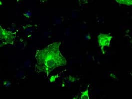CD32A Antibody (clone OTI9C6, Carrier-free)