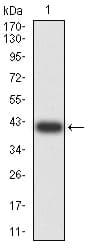 ARFGAP1 Antibody (clone 1C4E2)