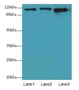 MOV10 Antibody
