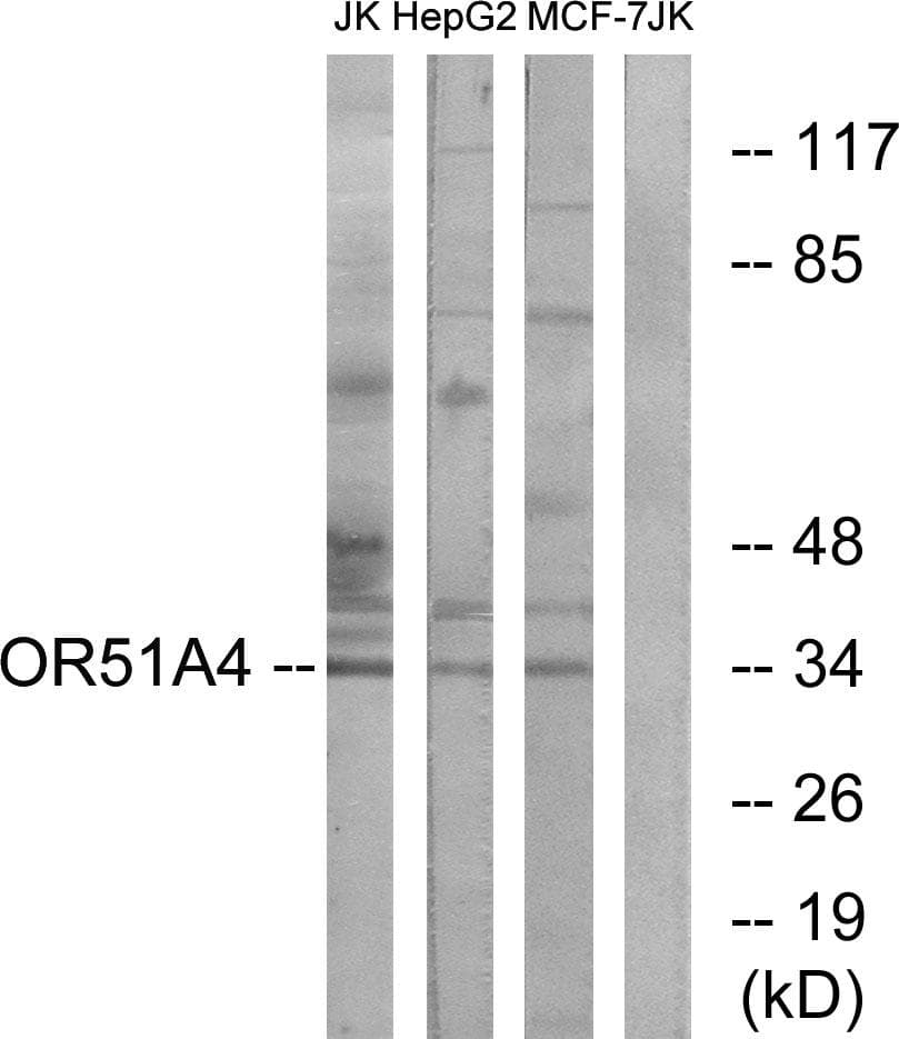 Polyclonal Rabbit anti-Human OR51A4 Antibody (IF, WB)