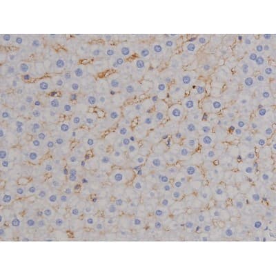 Polyclonal Rabbit anti-Human STAT1 Antibody (phospho-Tyr701, IHC, IF, WB)
