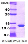 Human PMP2 / FABP8 Protein (Recombinant)