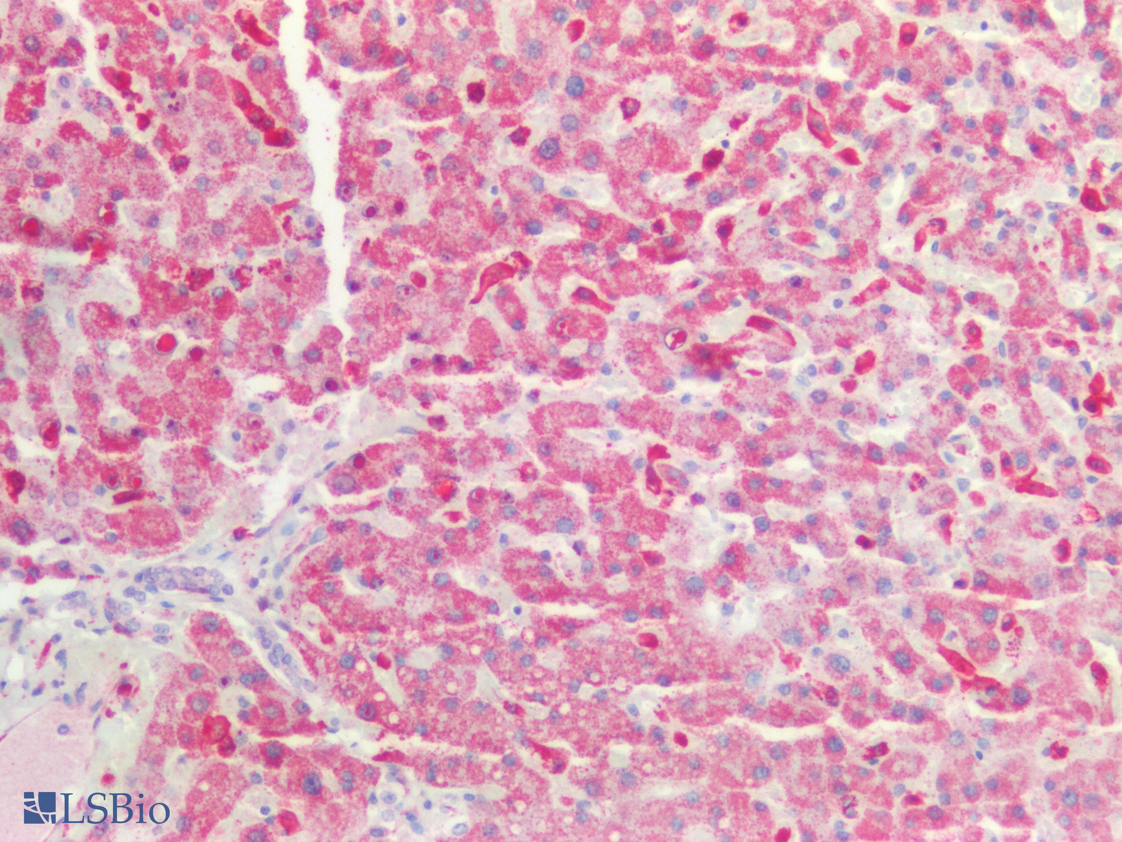 PathPlus™ GAS6 Antibody (aa483-646)