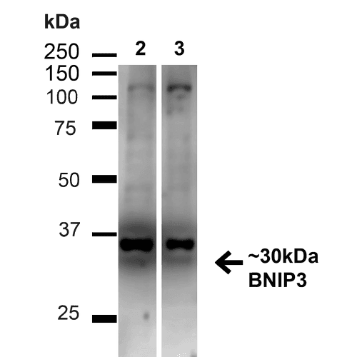 NIP3 / BNIP3 Antibody (RPE)