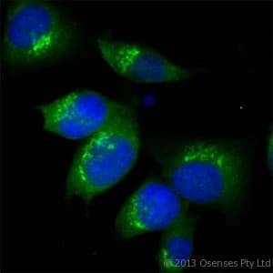 Polyclonal Rabbit anti-Mouse TGN46 / TGN38 Antibody (aa310-360, IF, WB)
