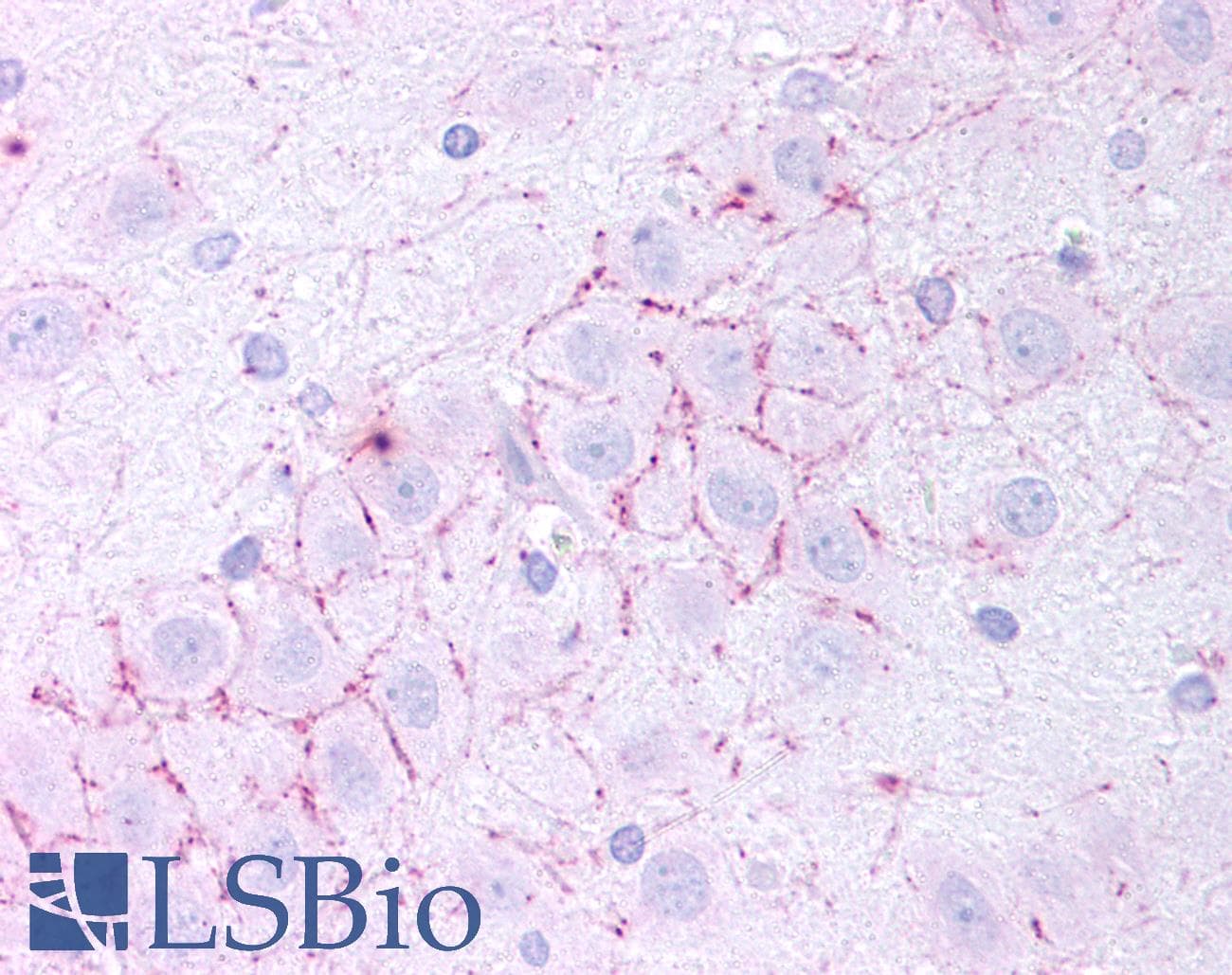 IHC-plus™ TAAR5 Antibody (N-Terminus)