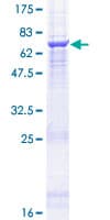 Human ANGPTL7 / CDT6 Protein (Recombinant GST)
