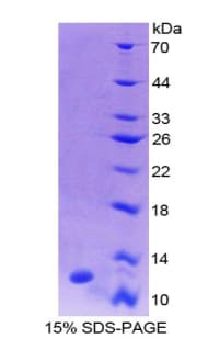Mouse PKIG Protein (Recombinant His-T7)