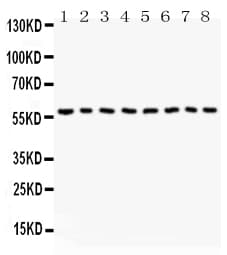 BECN1 / Beclin-1 Antibody (aa1-354)