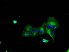 KIAA0153 / TTLL12 Antibody (clone OTI7F11)