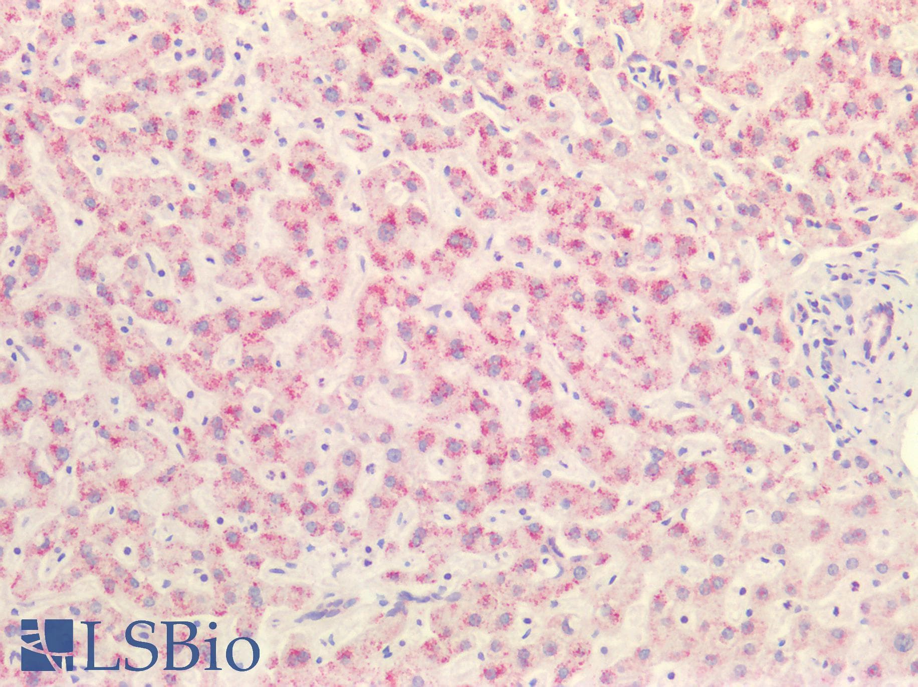 IHC-plus™ EHHADH / Enoyl-Coa Hydratase Antibody (aa662-690)