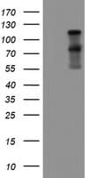 PathPlus™ FOLH1 / PSMA Antibody (clone 9E6)