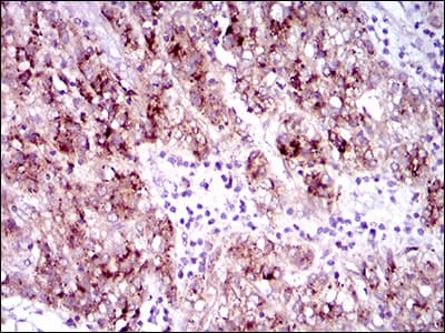 CD135 / FLT3 Antibody (aa930-991, clone 7B7C3)