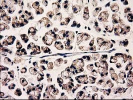 CLPP Antibody (clone OTI1E2, Carrier-free)