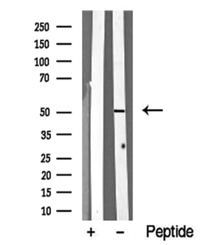 STK24 / MST3 Antibody