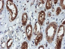 XTP4 / C17orf37 Antibody (clone OTI2D2)