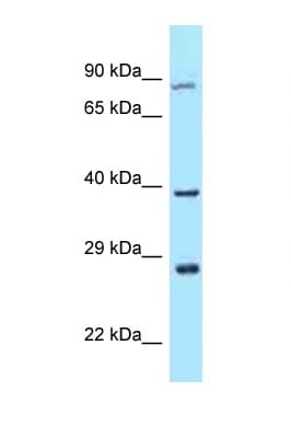 TAF7L Antibody (C-Terminus)