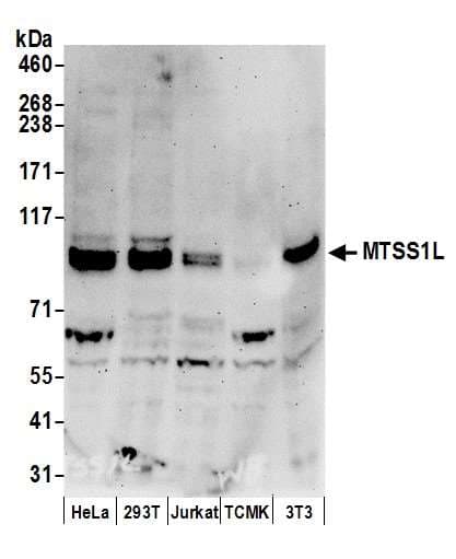 MTSS1L Antibody (aa675-725)