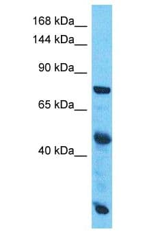 SLC38A10 Antibody (aa730-779)