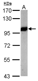 IHC-plus™ VCP Antibody (aa1-206)