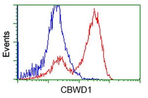 Monoclonal Mouse anti-Human CBWD1 Antibody (clone OTI2D2, IF, WB)