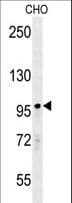 PARP8 Antibody (aa632-660)