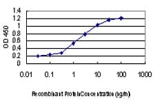 MAPKAPK3 Antibody (clone 2B5)