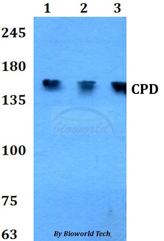 Polyclonal Rabbit anti-Human CPD Antibody (WB)