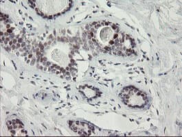 RFC2 / RFC40 Antibody (aa1-234, clone OTI3A7, Carrier-free)
