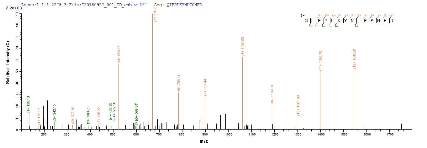 Rat Mcpt4 Protein (Recombinant 6His, N-terminus + Myc, C-terminus)