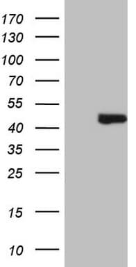 AMT Antibody (aa146-403, clone OTI4C9, Carrier-free)