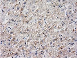 MYD88 Antibody (clone OTI1A10)