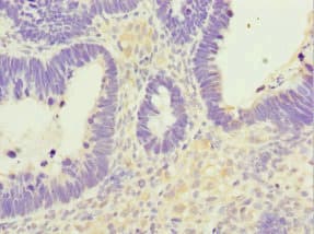 NUTF2 / PP15 Antibody