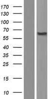 PIGT Protein (Over-Expression Lysate Myc-DDK (Flag))