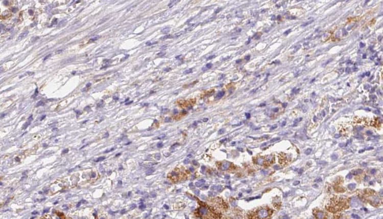 CD300LB Antibody