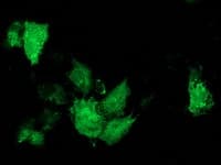 Monoclonal Mouse anti-Human ARFGAP1 Antibody (clone OTI1F6, IHC, IF, WB)