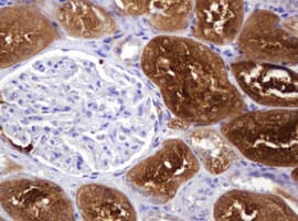 BBOX1 / BBOX Antibody (clone OTI2F4)