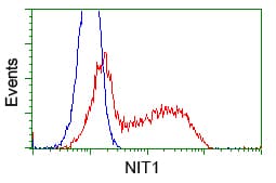 NIT1 Antibody (clone OTI3A11)