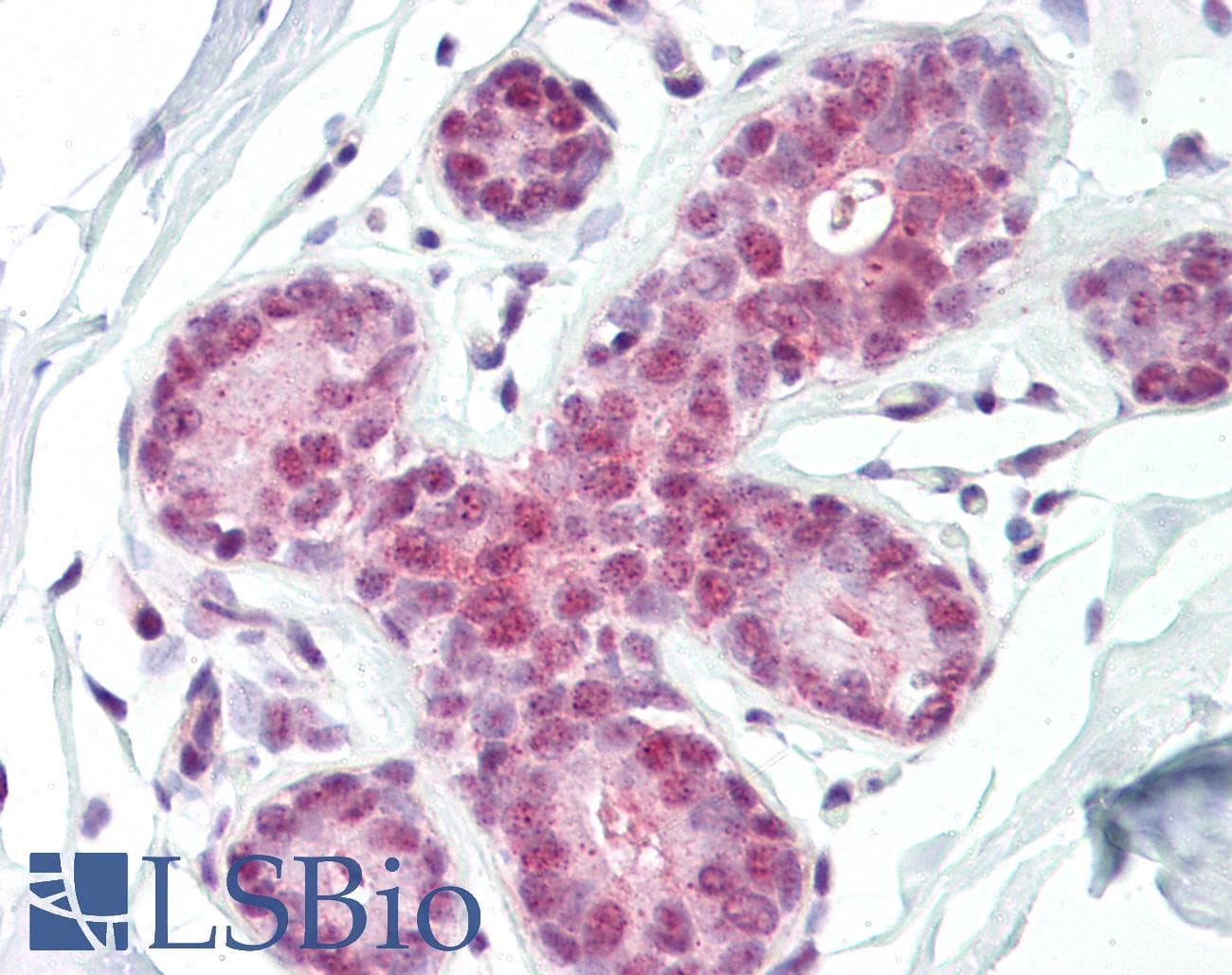 IHC-plus™ TP53 / p53 Antibody (aa6-55)