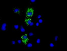 COX6A1 Antibody (clone OTI6H8)