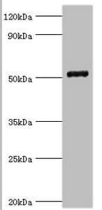 COPS2 / TRIP15 / ALIEN Antibody (aa1-310)