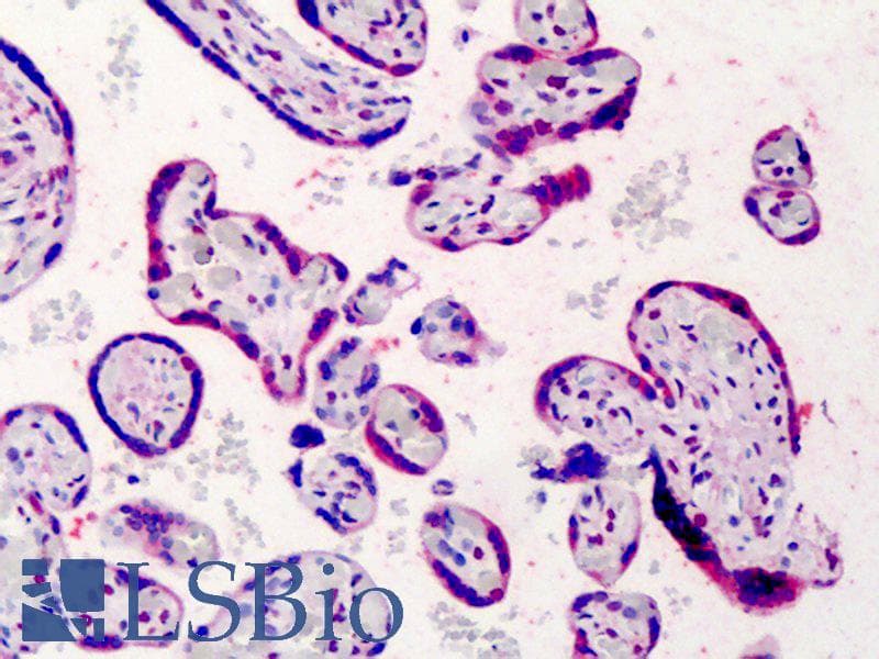 IHC-plus™ BCL2 / Bcl-2 Antibody (clone Bcl-2/100, FITC)