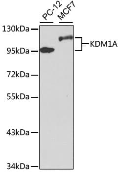 KDM1A / LSD1 Antibody